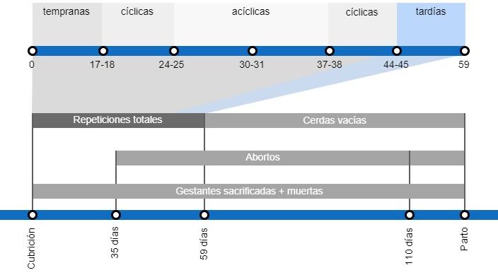 Tipos de p&eacute;rdidas de gestaci&oacute;n que repercuten en una menor tasa de partos, con el detalle de los distintos tipos de repeticiones seg&uacute;n en el momento en que se producen.
