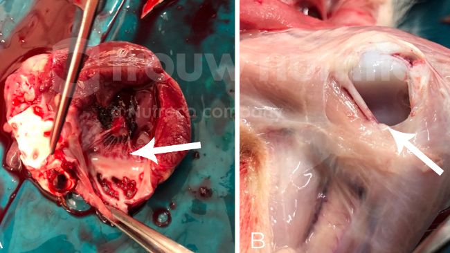 Figura 2. (A-C) Toma de muestra en&nbsp;la necropsia, incluido el aspecto macrosc&oacute;pico de la meningitis fibrinosupurativa difusa (D). El agente etiol&oacute;gico se confirm&oacute; como Streptococuss suis serotipo 2 por serotipado y secuencia tipo 1 por tipificaci&oacute;n multilocus de secuencias (MLST)
