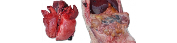 congesti&oacute;n pulmonar grave y una enteritis de gravedad variable con afectaci&oacute;n de m&aacute;s o menos importancia de los ganglios linf&aacute;ticos mesent&eacute;ricos.