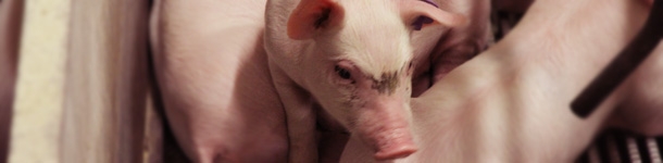 Porcelet en maternit&eacute;