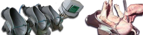 Castraci&oacute;n de un lech&oacute;n