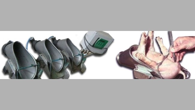 Castración de un lechón