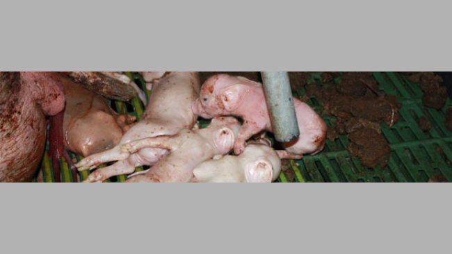 porcelets mort-nés