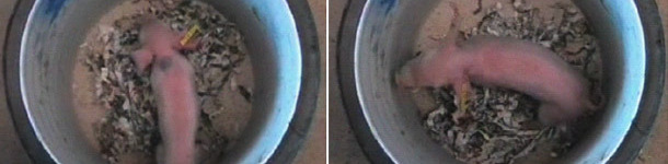 Porc dans un r&eacute;cipient pour &eacute;valuer sa vitalit&eacute;