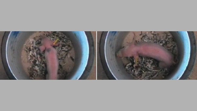 Porc dans un récipient pour évaluer sa vitalité