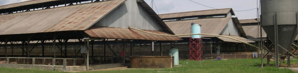 Batiments d'engraissement typiques du Sud-Est asiatique