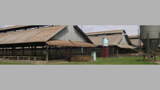 Batiments d'engraissement typiques du Sud-Est asiatique