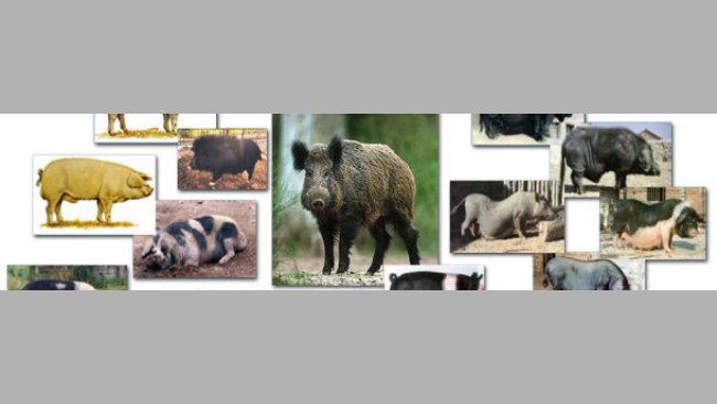 Variación fenotípica