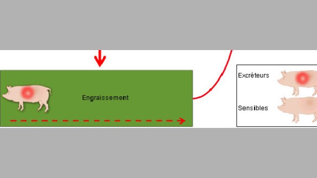 Mécanisme de perpétuation de l'infection par le SDRP