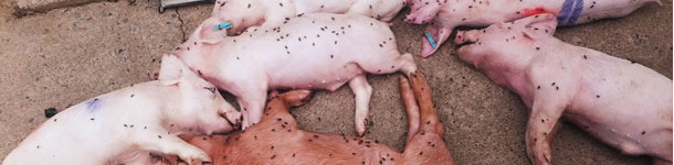 Porcelets morts en PS