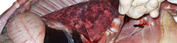 Poumons dilat&eacute;s, non collaps&eacute;s de consistance gommeuse et de couleur in&eacute;gale correpondant &agrave; une pneumonie intersticielle