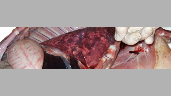 Poumons dilatés, non collapsés de consistance gommeuse et de couleur inégale correpondant à une pneumonie intersticielle