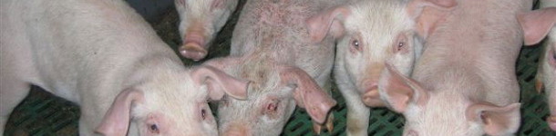 EE g&eacute;n&eacute;ralis&eacute;e aig&uuml;e