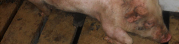 Ecouvillonnage nasal de porcelets en PS pour la d&eacute;tection de M. hyorhinis