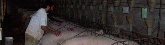 D&eacute;tection des chaleurs et ins&eacute;mination des truies en r&eacute;fectoire (I)