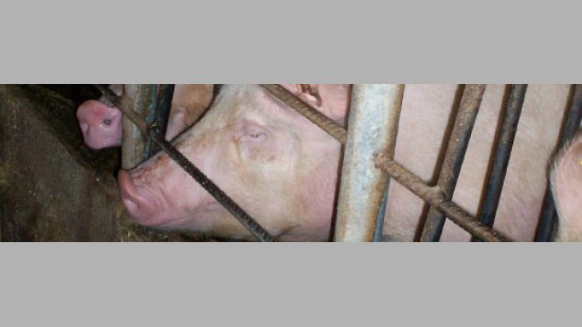 Utilisation des hormones (I)