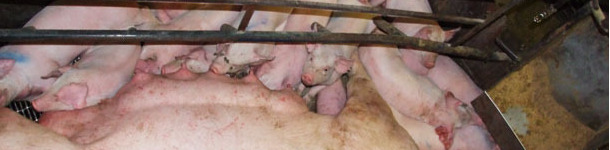 Jusqu'&agrave; pr&eacute;sent, la g&eacute;nomique a eu peu d'impact sur la production commerciale.