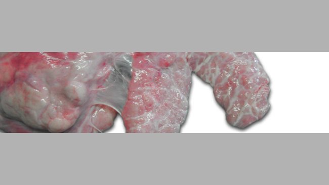 Poumon droit d'un porc. Pleurésie ventro-crâniale chronique qui touche le lobe cardiaque et la partie crâniale du lobe diaphragmatique.