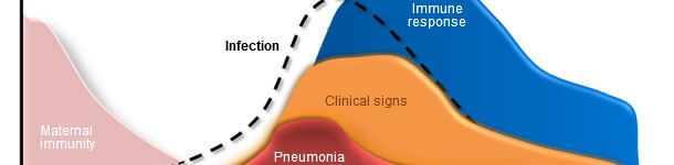 Dynamique d'infection par Mycoplasma hyopneumoniae, signes cliniques et r&eacute;ponse de l'h&ocirc;te
