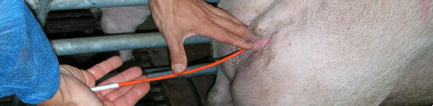 Inseminaci&oacute;n artificial en porcino
