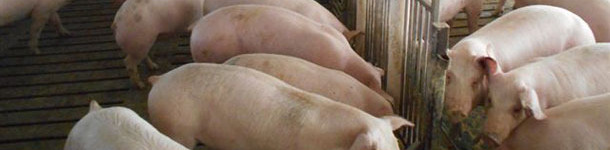 Elevage de porcs