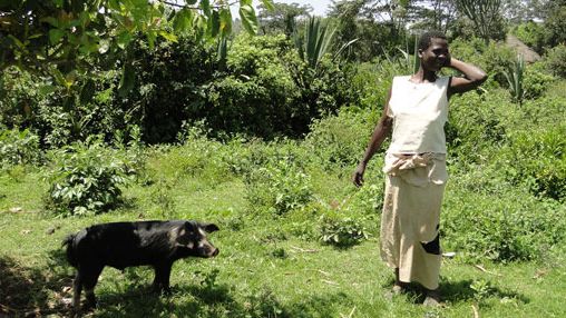 Porc en extensif attach&eacute; &agrave; un arbre pour &eacute;viter des dommages aux cultures proches &agrave; Homa Bay &ndash; K&eacute;nya