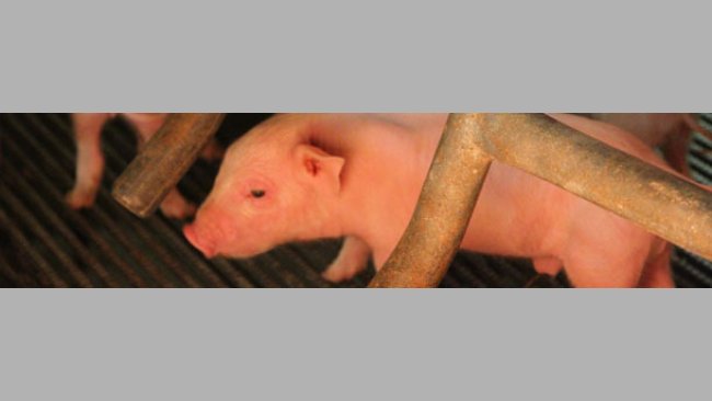 Porcelet nouveau-né