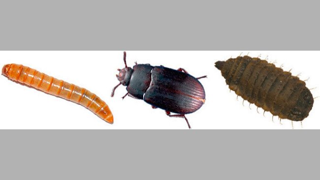 Alternatives aux sources de protéines traditionnelles