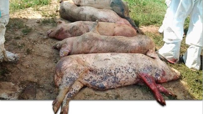 Cadavres de pocs infectés par le virus de la PPA.