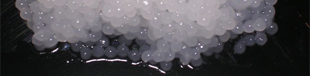 Capsules de semence porcine sans dilution