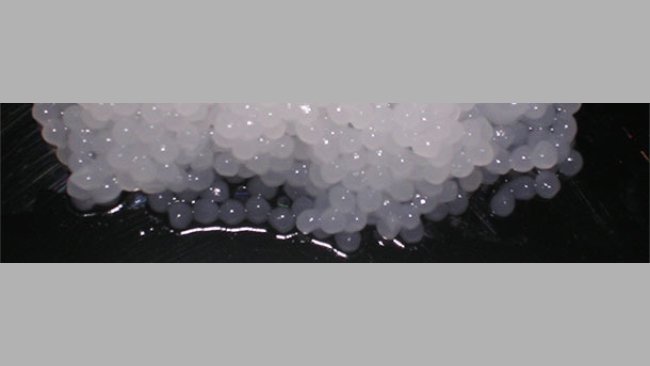 Capsules de semence porcine sans dilution