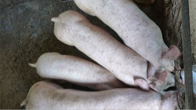 Il est normal de trouver des porcs avec des poids hétérogènes dans les élevages touchés par MS-PCV2 et PCV2-SI