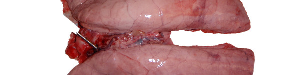 Poumon infect&eacute; exp&eacute;rimeentalement avec Mycoplasma hyopneumoniae.