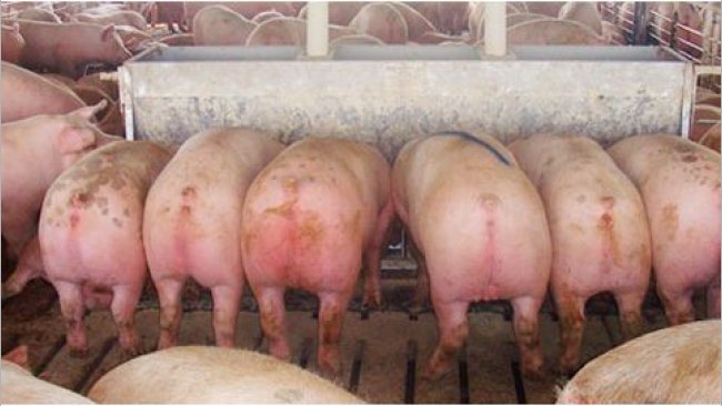 Mangeoire large de 2,13 m avec douze « places », double face avec des porcs marqués (de presque 136 kg) qui partiront immédiatement à l’abattoir après la photo faite