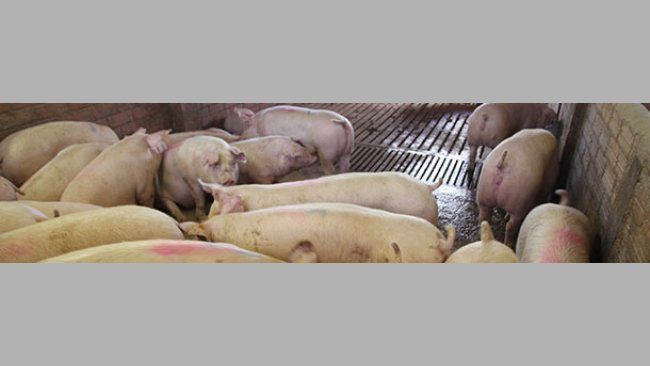 Proposition pour réduire la variabilité du poids vif à l'abattoir