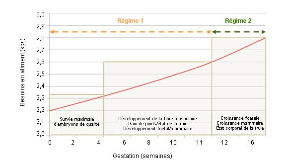 Prioridades en la alimentaci&oacute;n de la cerda en gestaci&oacute;n