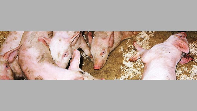 Forme aigüe de S suis