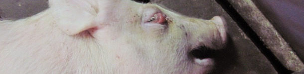 Porcelet sevr&eacute; de 5 semaines d&rsquo;&acirc;ge prostr&eacute; et avec de l&rsquo;&oelig;d&egrave;me palp&eacute;bral.