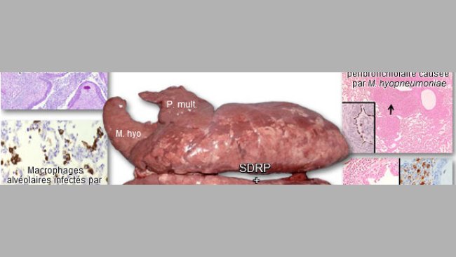 Poumons d’un porc atteint par le PRDC