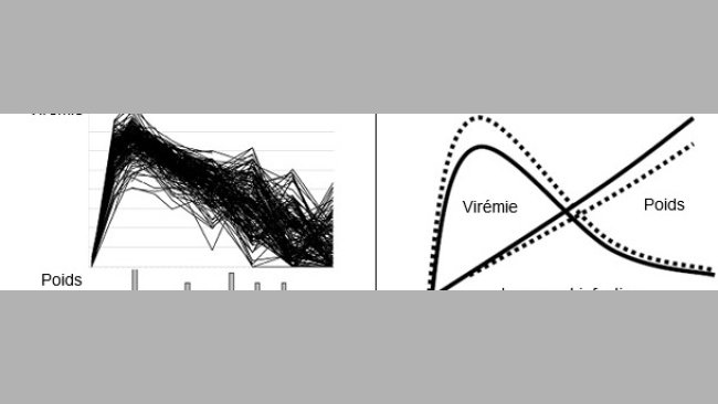 Virémie du virus SDRP (figure supérieure) et distribution du GMQ (inférieure) sur 200 porcs infectés expérimentalement avec le virus SDRP.