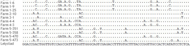 Fragments d'alignement de s&eacute;quences ORF5 de souches de SDRPv de 5 &eacute;levages diff&eacute;rents