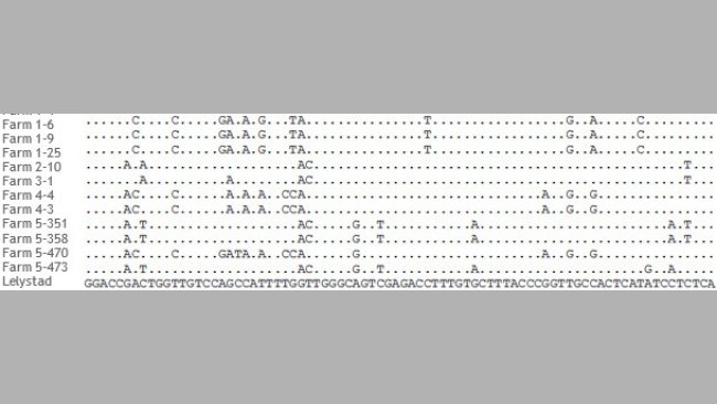 Fragments d'alignement de séquences ORF5 de souches de SDRPv de 5 élevages différents