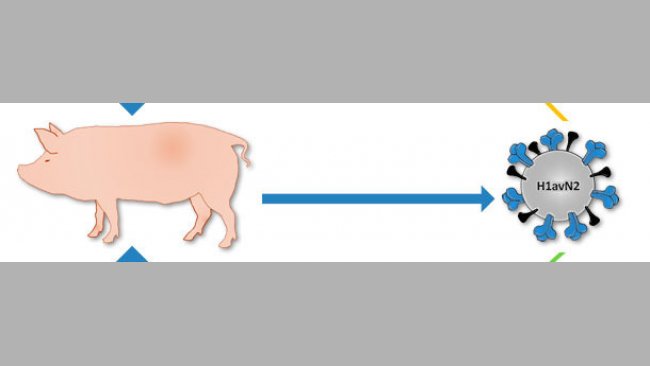 Diagnostic de laboratoire du virus de l'influenza A chez les porcs -  Articles - 3trois3, Le site de la filière porc