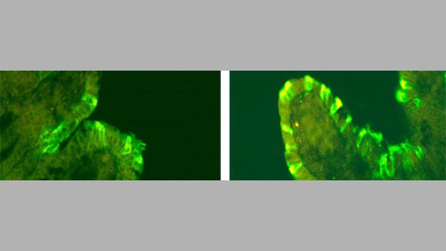 Immunofluorescence du vDEP chez de porcs inoculés avec CV777