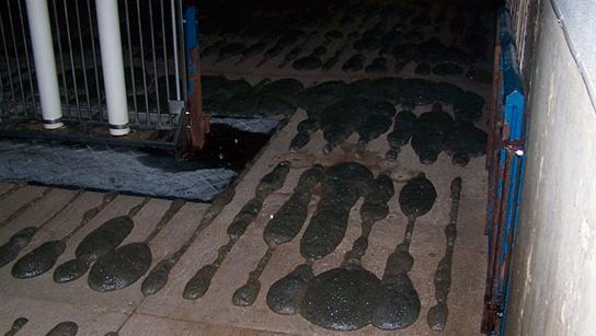 Ecume d&eacute;passant du sol des caillebotis.