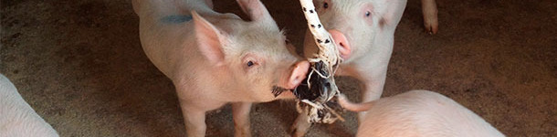 R&eacute;colte de salive dans un local s&eacute;par&eacute; de l&rsquo;&eacute;levage de truies le jour apr&egrave;s leur arriv&eacute;e