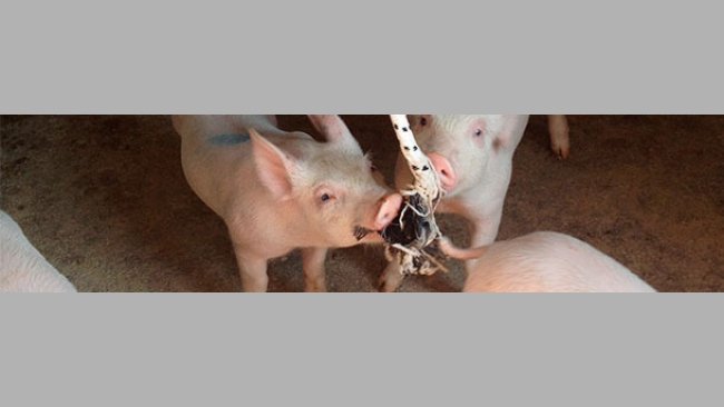 Récolte de salive dans un local séparé de l’élevage de truies le jour après leur arrivée