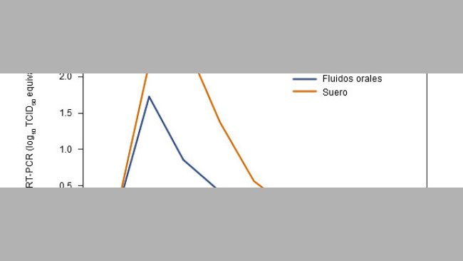 Résultats de la qRT-PCR dans le sérum et les FO face au virus du SRRP par semaine après l'inoculation.