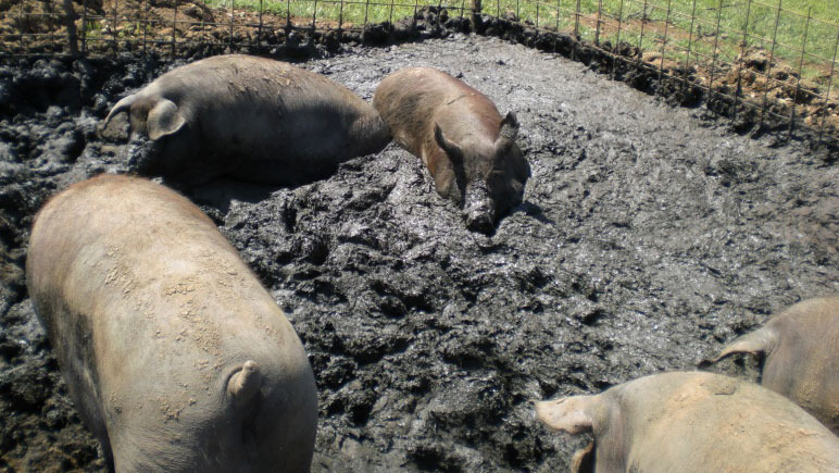 Porc ibérique créant sa zone humide pour se coucher sur une parcelle à l'extérieur.