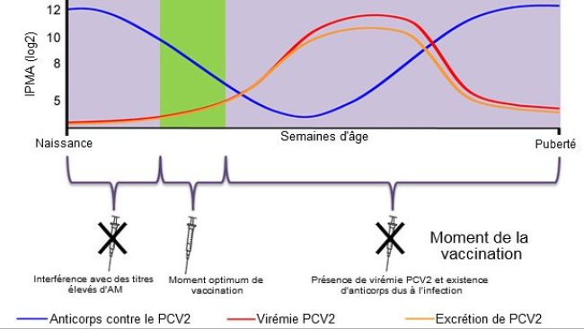 Détermination du moment optimum pour la vaccination des porcelets contre le PCV2